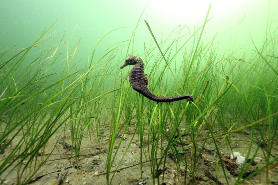 Зостера взморник