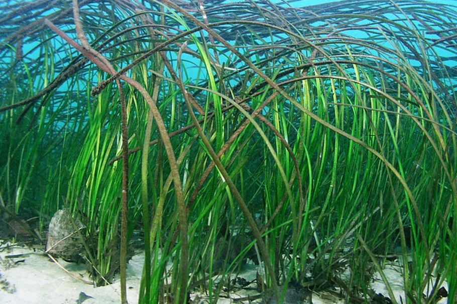 Посидония океаническая