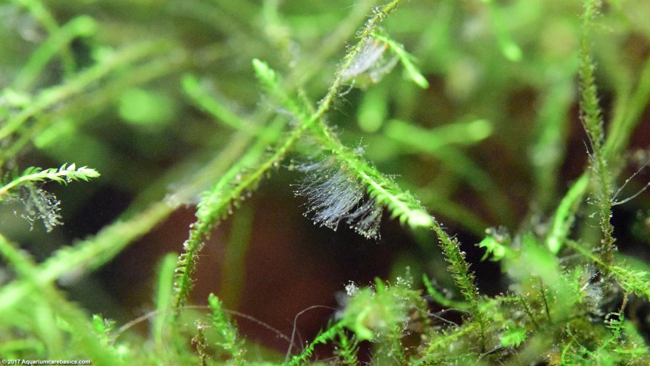 Посидония океаническая