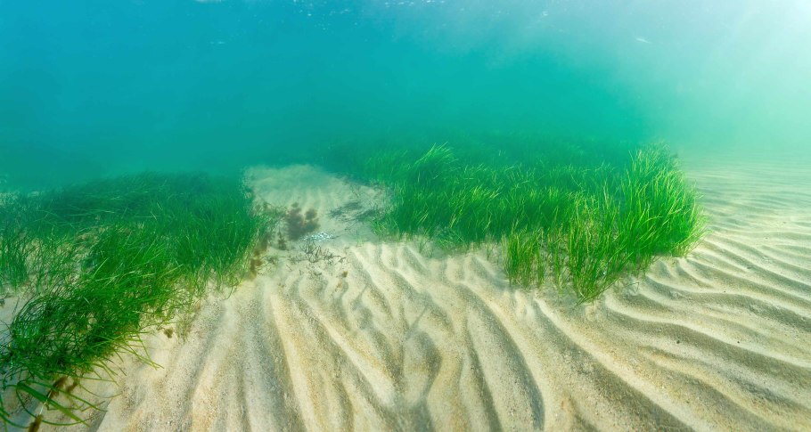 Зостера или взморник