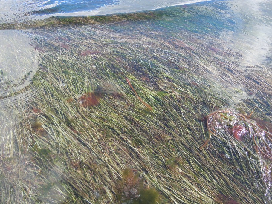 Посидония океаническая