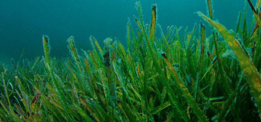 Семейство Zosteraceae