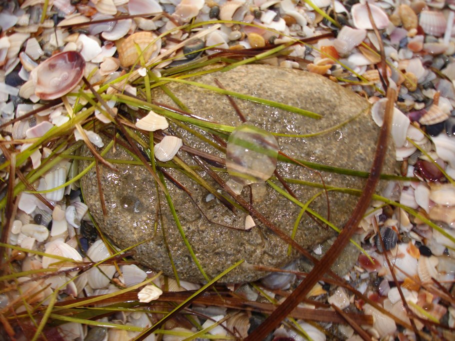 Водоросли споровые растения