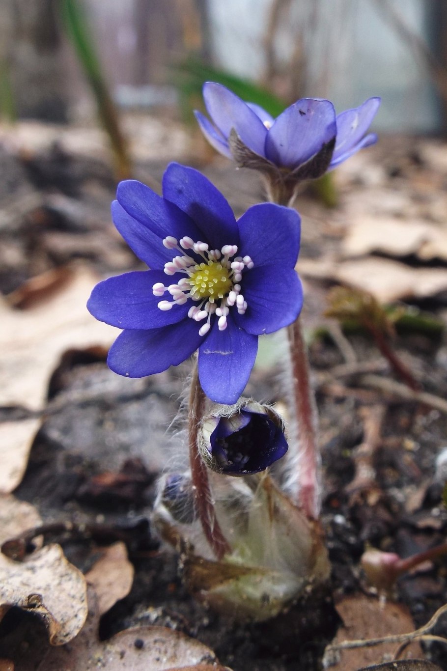 Пчелоница благороднач