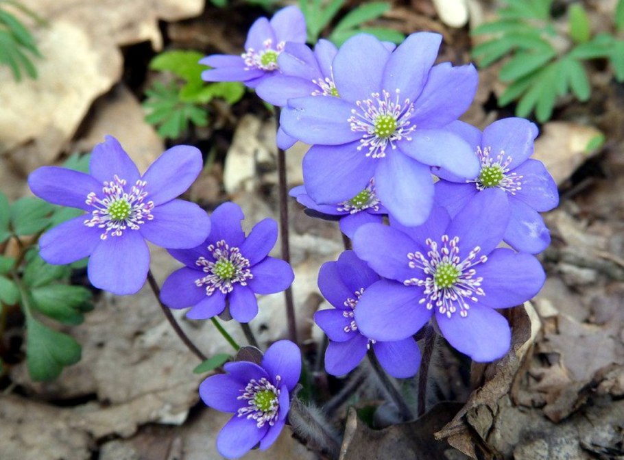 Печеночница азиатская