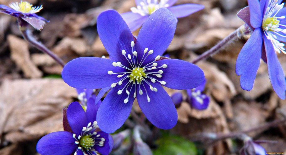 Печеночница Пиренейская