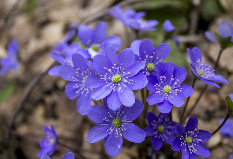 Печёночница обыкновенная растение