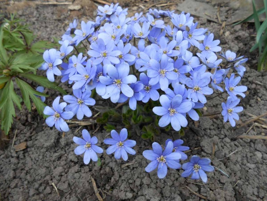 Цветок печеночница благородная