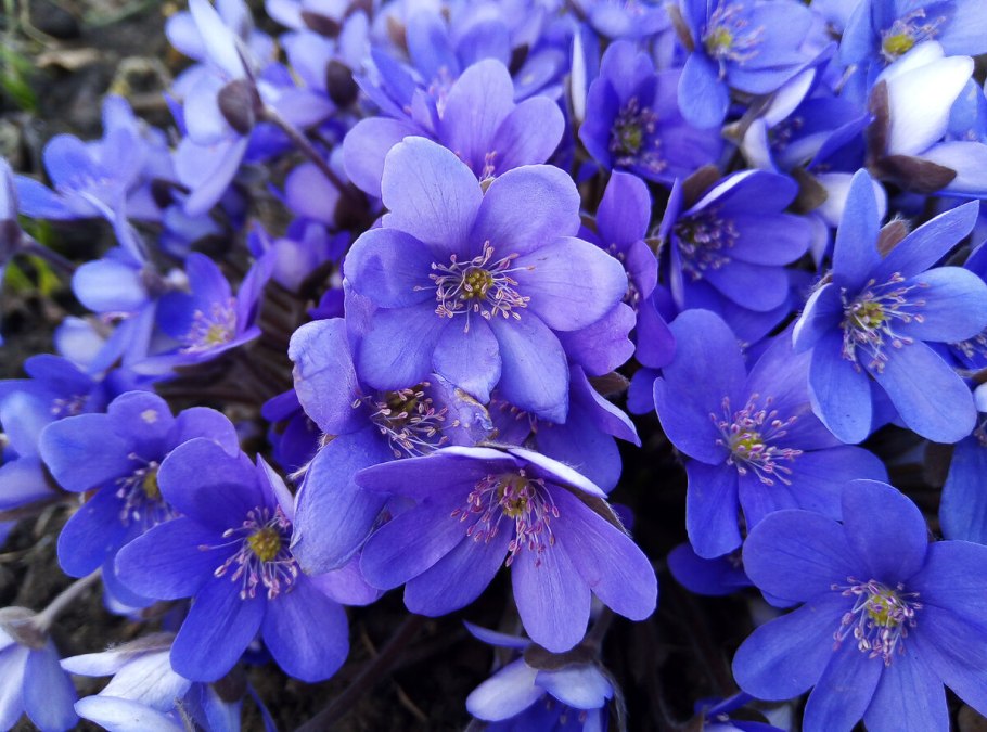 Печеночница благородная (перелеска)