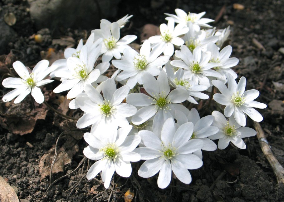 Печеночница благородная голубая