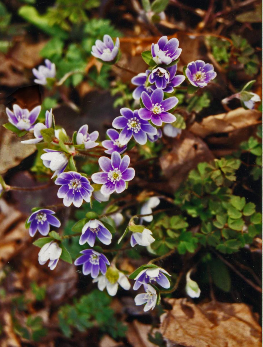 Печеночница hepatica Nobilis