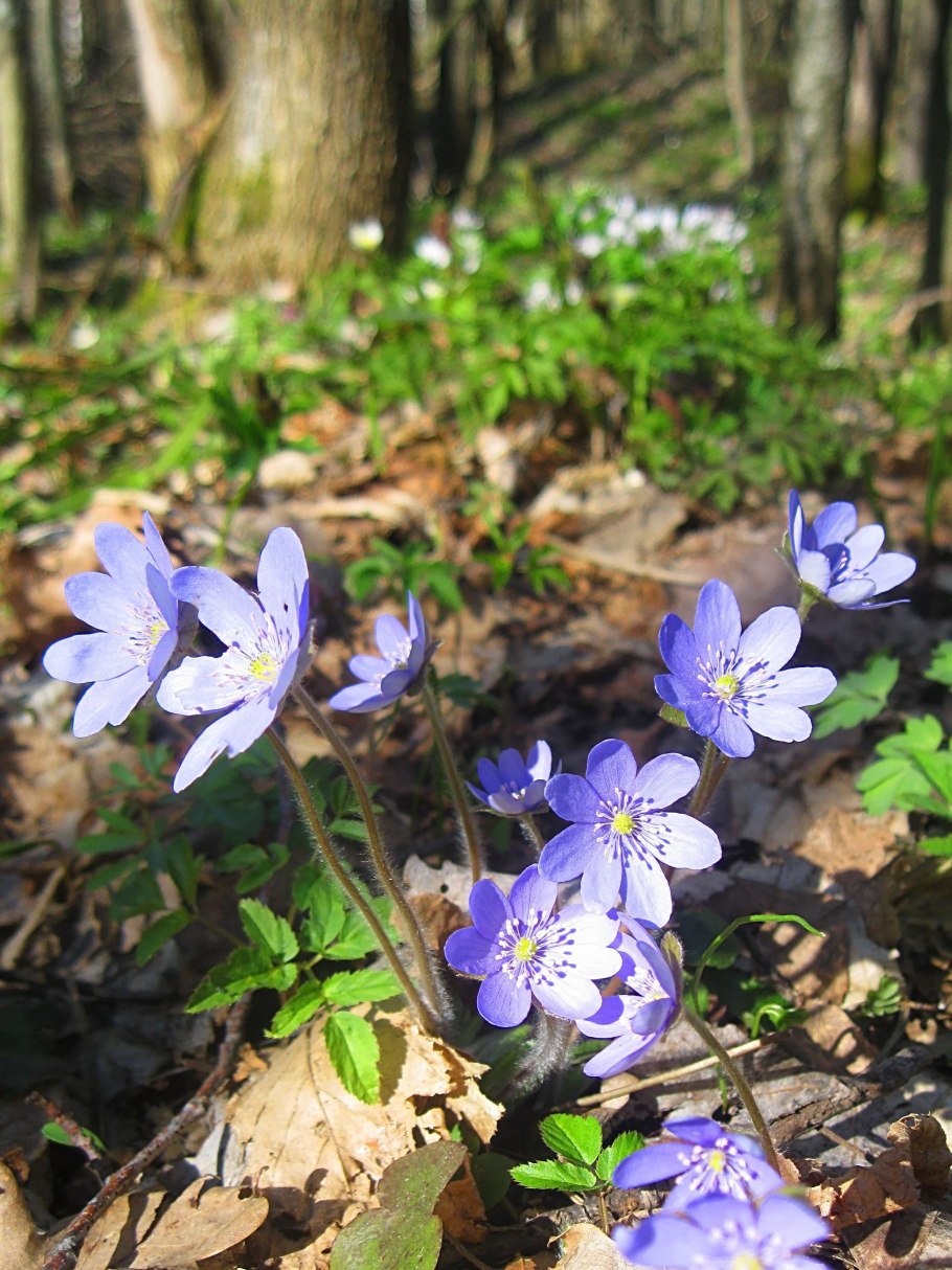 Печеночница благородная перелеска
