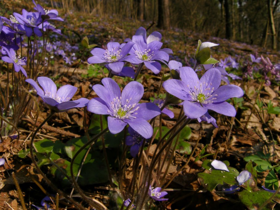 Печеночница благородная (hepatica Nobilis)