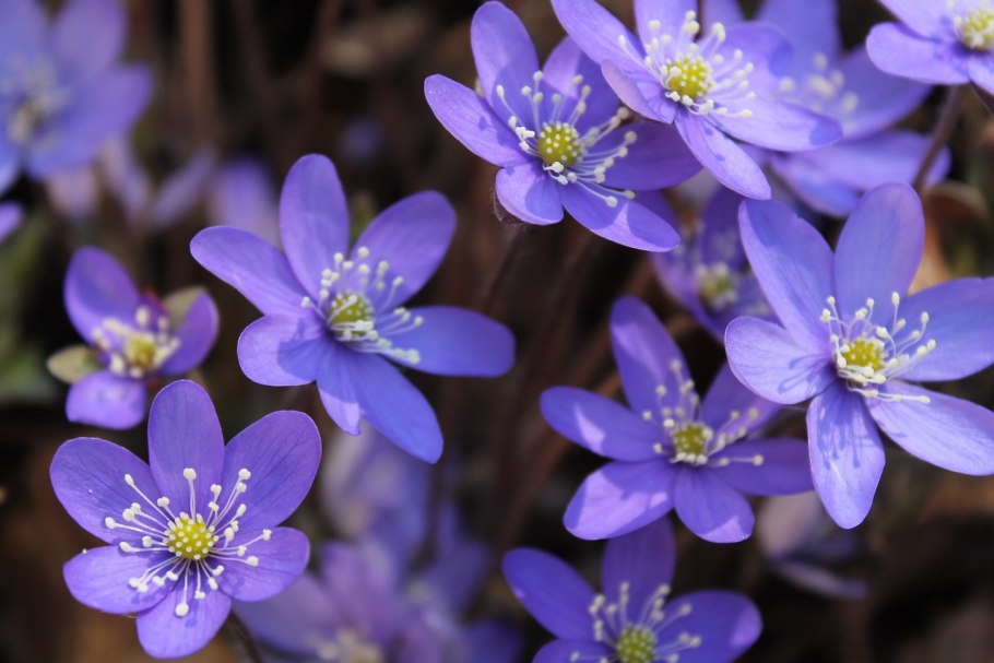 Печеночница благородная (hepatica Nobilis)
