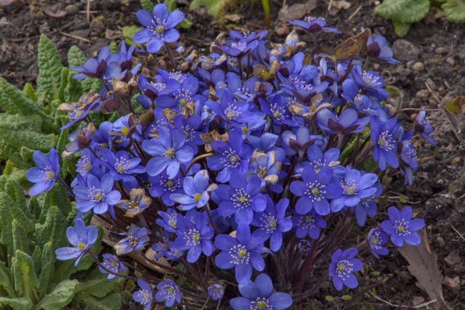 Печеночница hepatica Nobilis