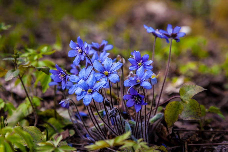 Печеночница Нобилис