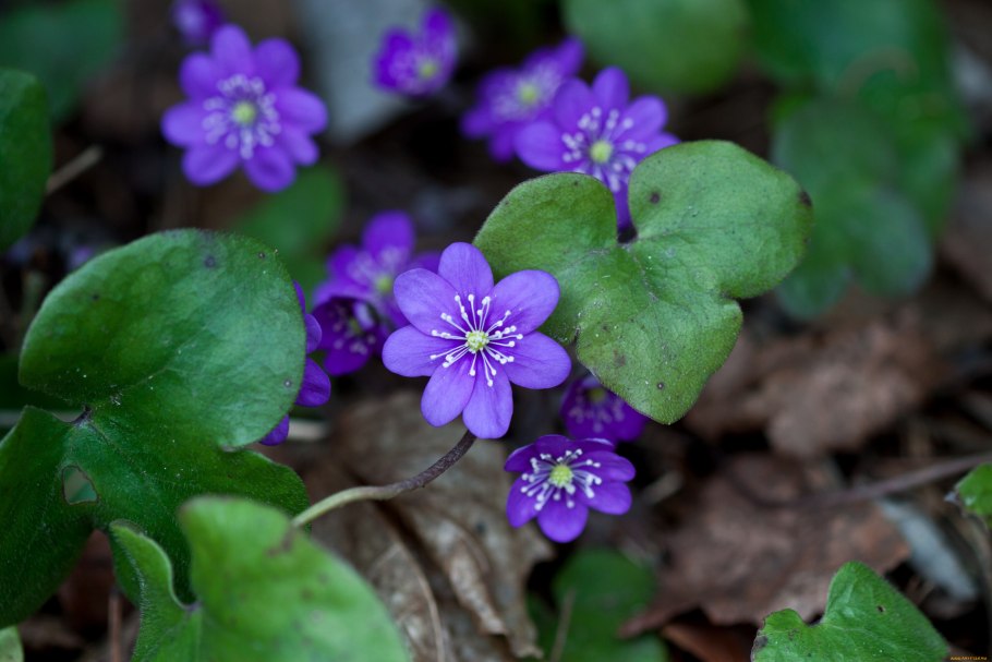 Ветреницы, печёночницы