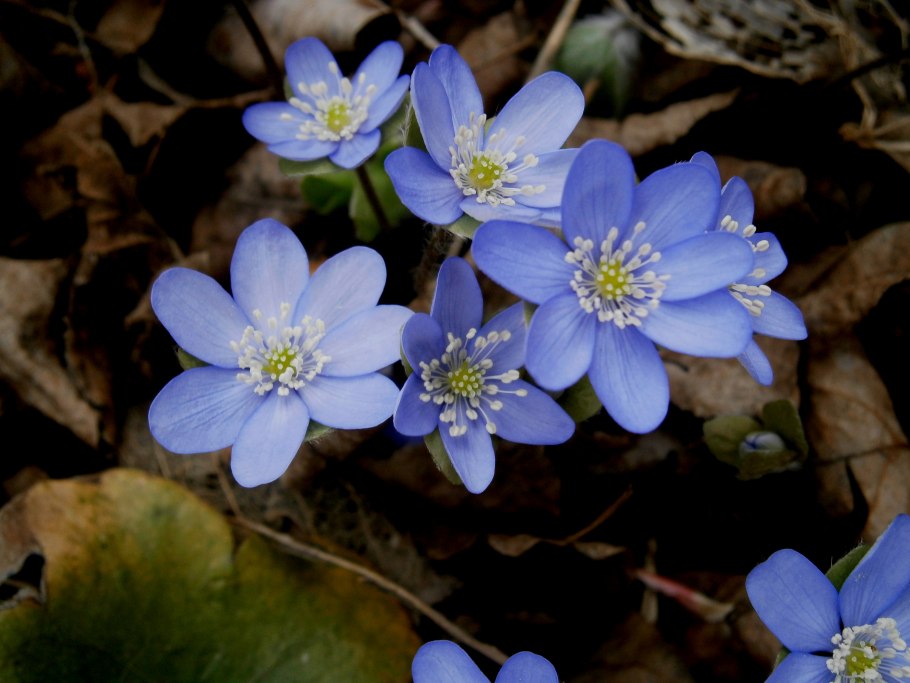 Печёночница обыкновенная растение