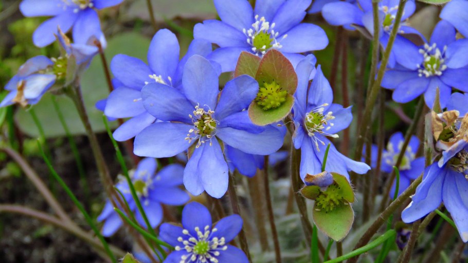 Печеночница цветок