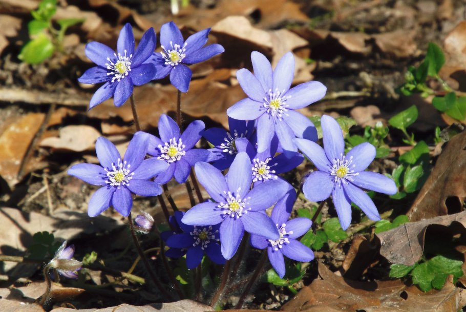 Цветок печеночница благородная