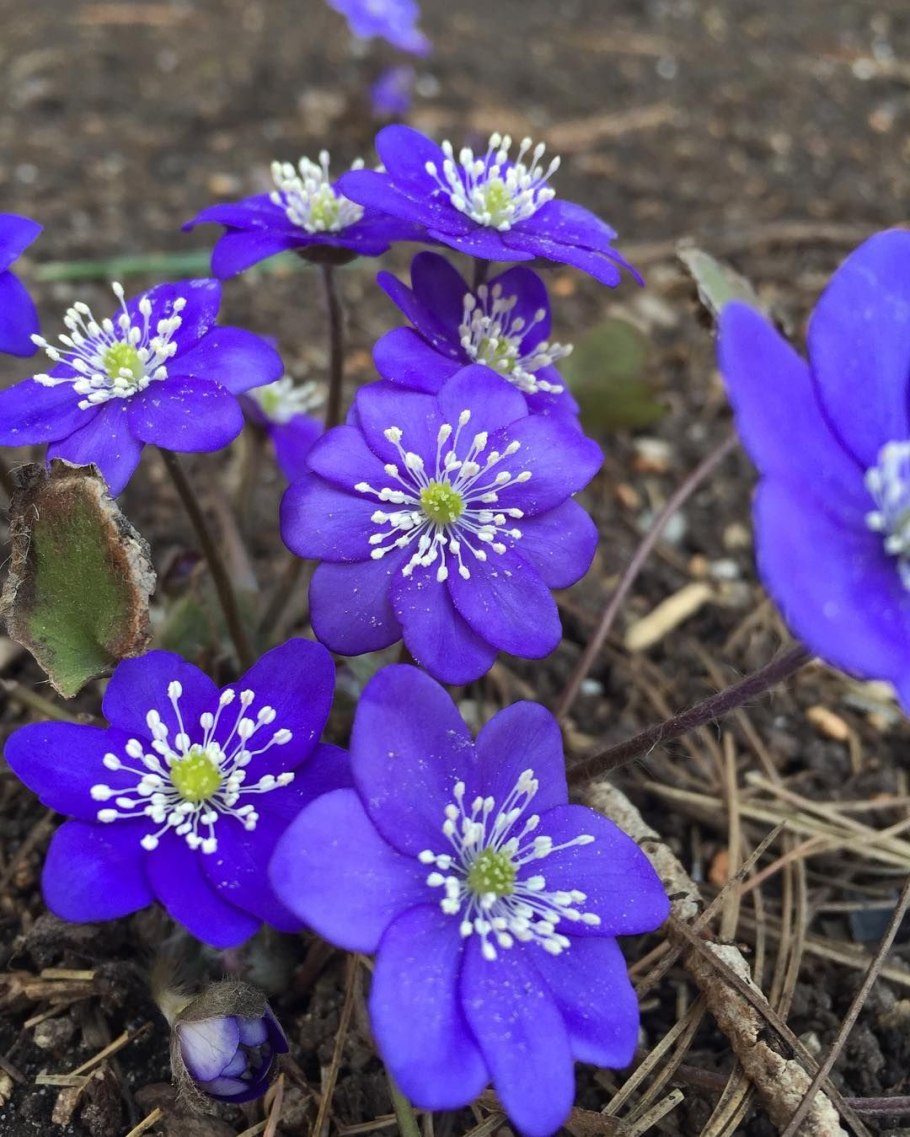 Печеночница hepatica Nobilis
