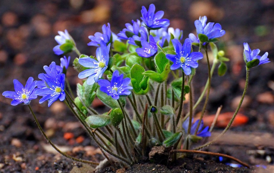 Печеночница hepatica Nobilis