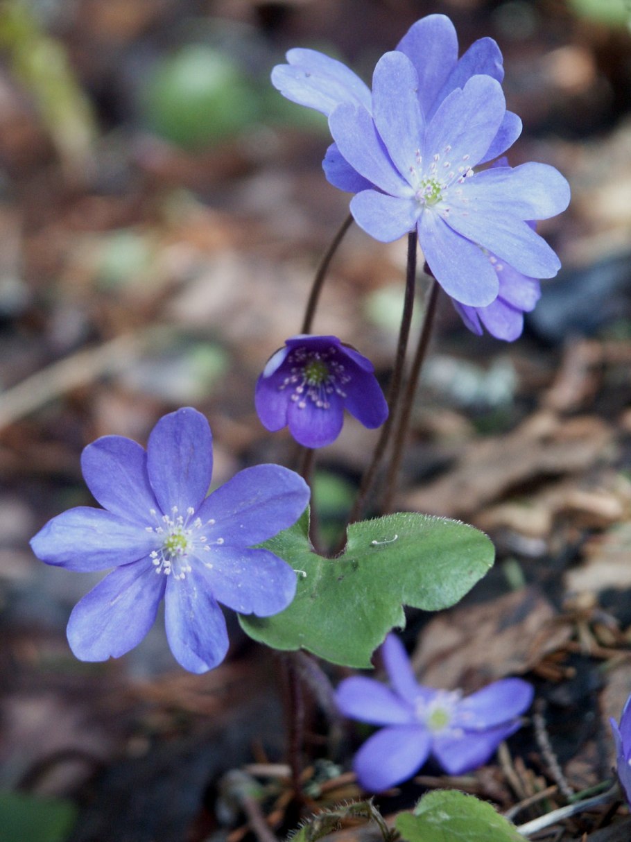 Печеночница благородная (hepatica Nobilis)