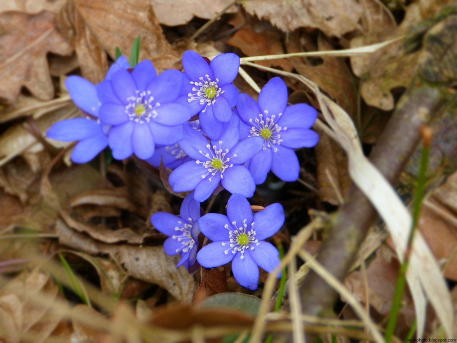Перелеска печеночница