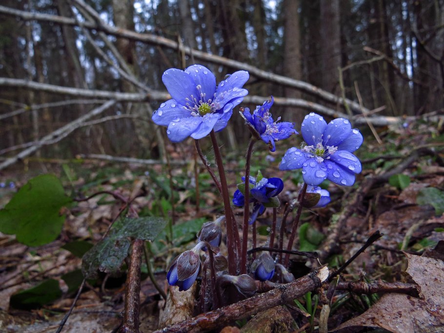 Печеночница hepatica Nobilis