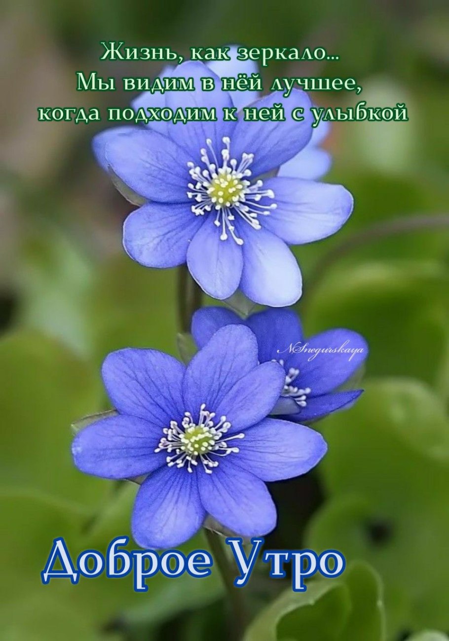 Перелеска печеночница