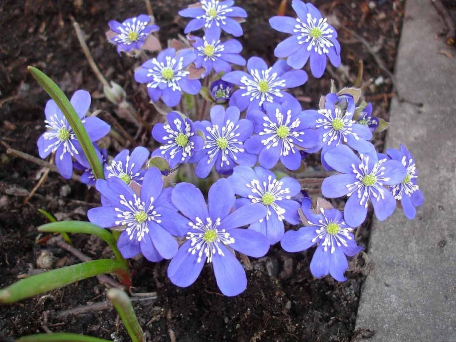 Печёночница обыкновенная