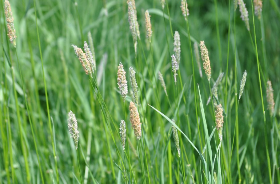 Лисохвост Луговой (Alopecurus pratensis).