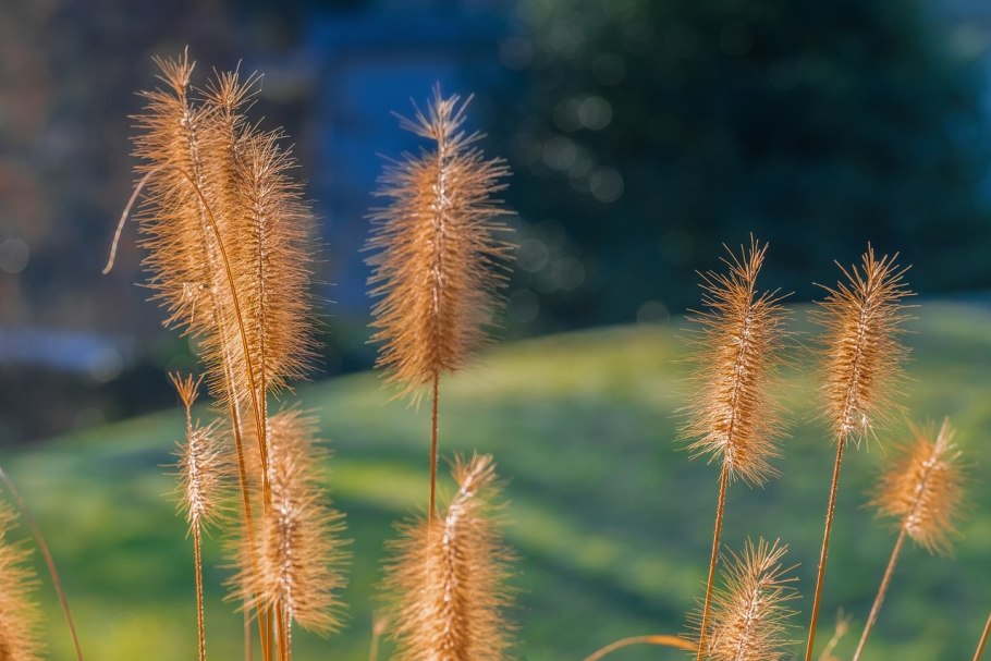 Лисохвост Луговой (Alopecurus pratensis).