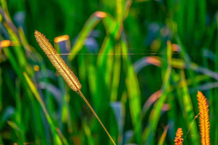 Лисохвост коленчатый