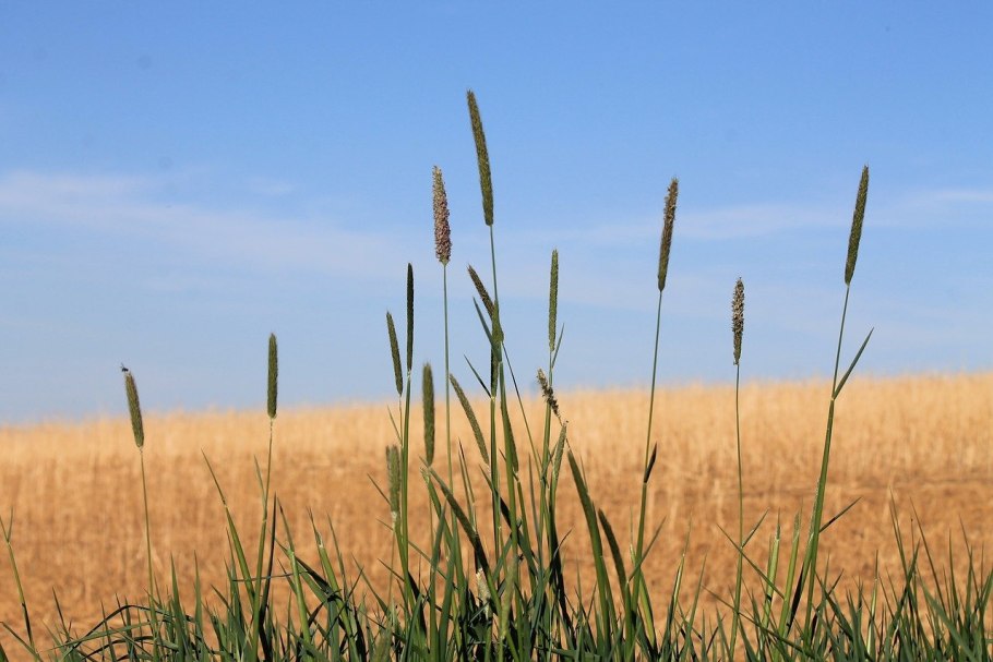 Лисохвост Луговой (Alopecurus pratensis).