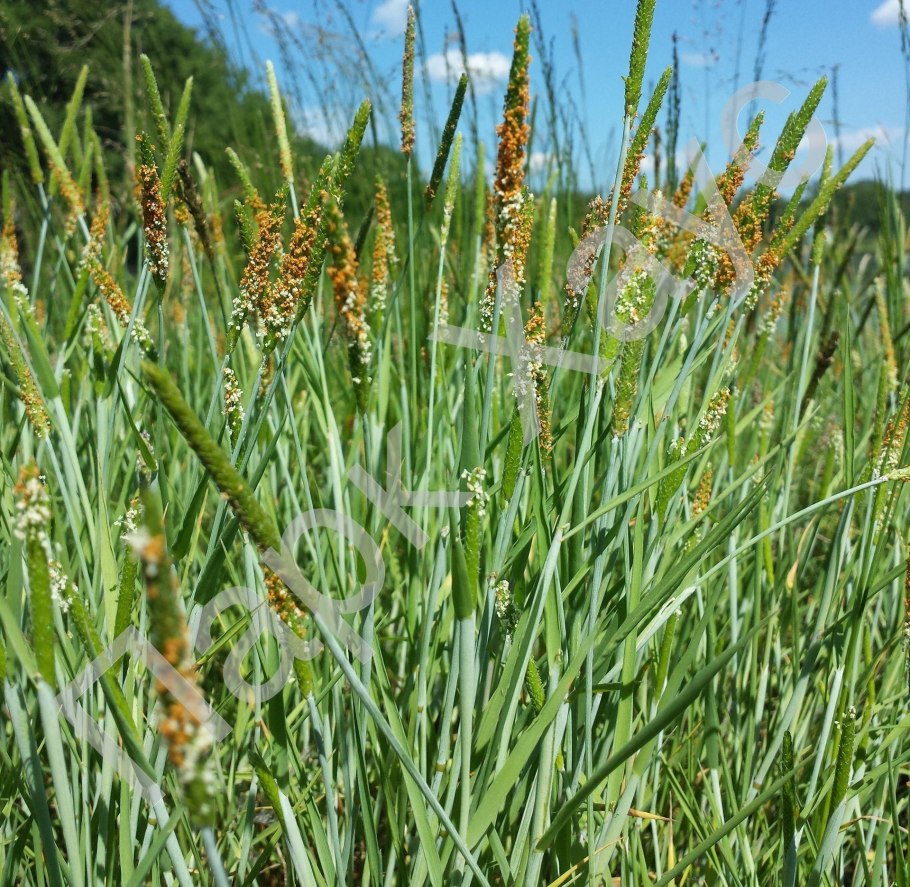 Лисохвост тростниковидный