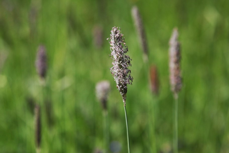 Мятлик Тимофеевка Лисохвост