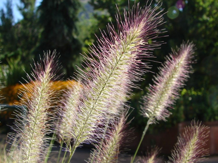 Пеннисетум hameln