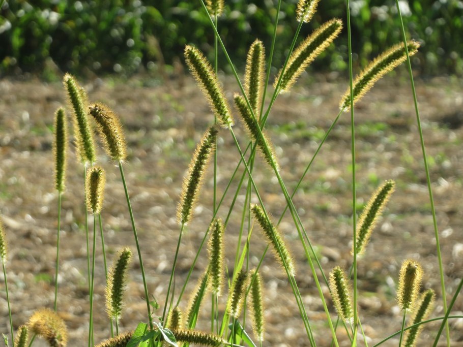 Лисохвост Луговой Alopecúrus praténsis
