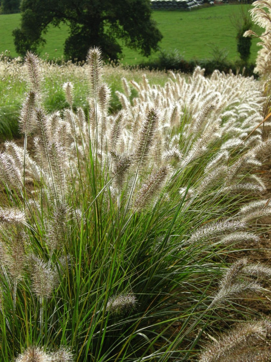 Лисохвост обыкновенный