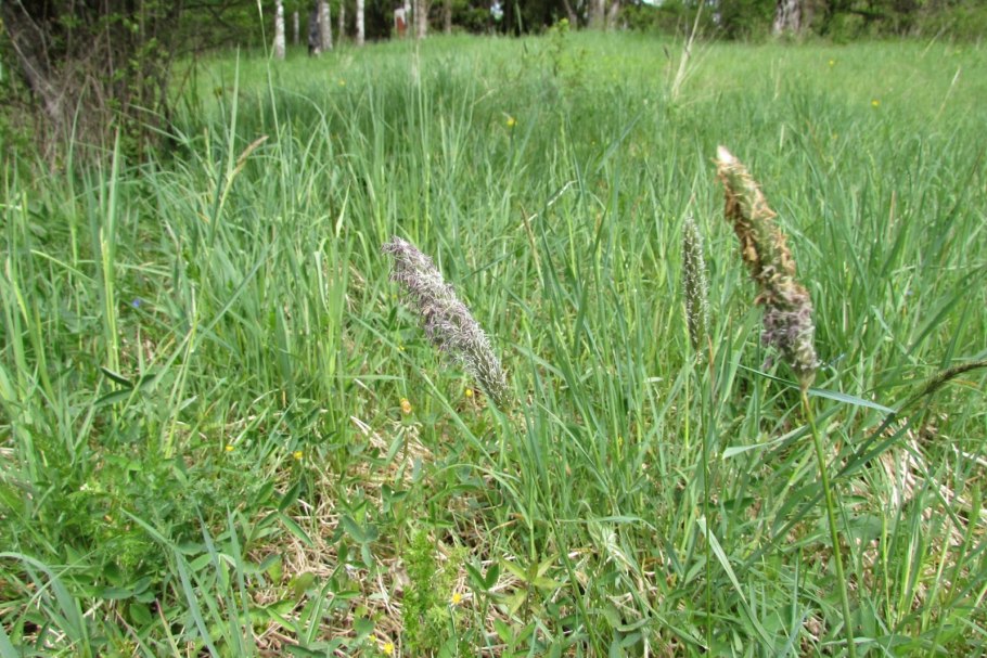 Лисохвост Альпийский