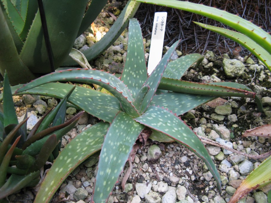 Алоэ Вера цветок болеет