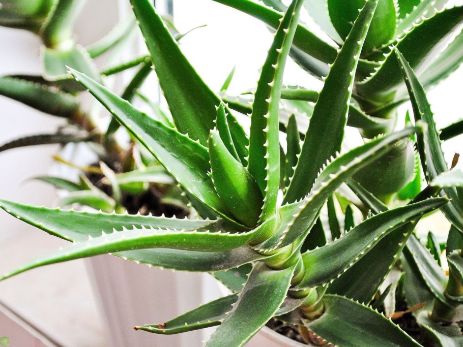 Алоэ широколистный