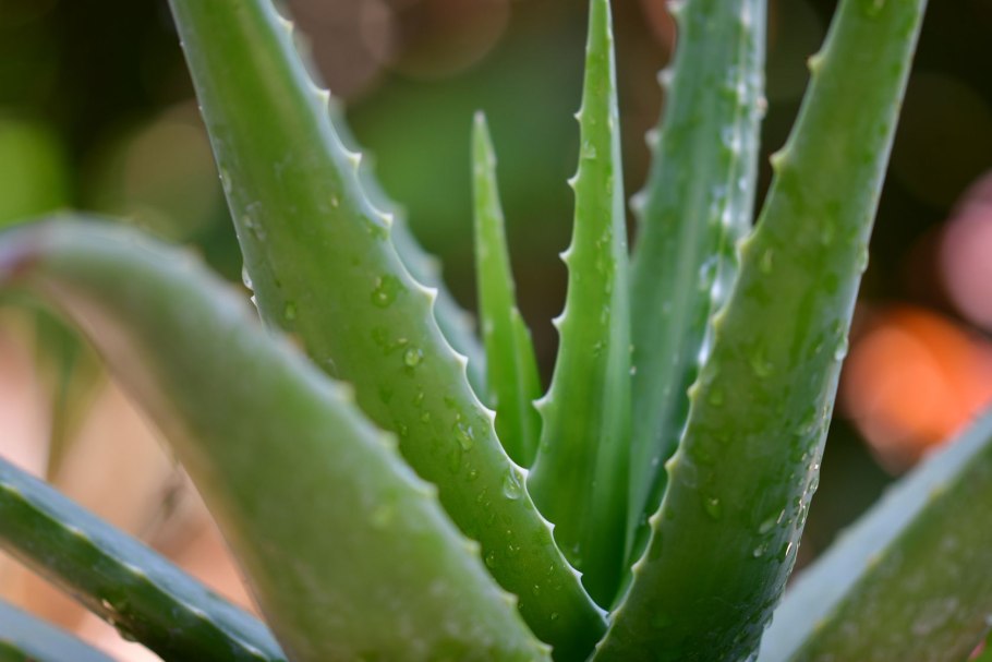 Алоэ Вера Aloe Vera