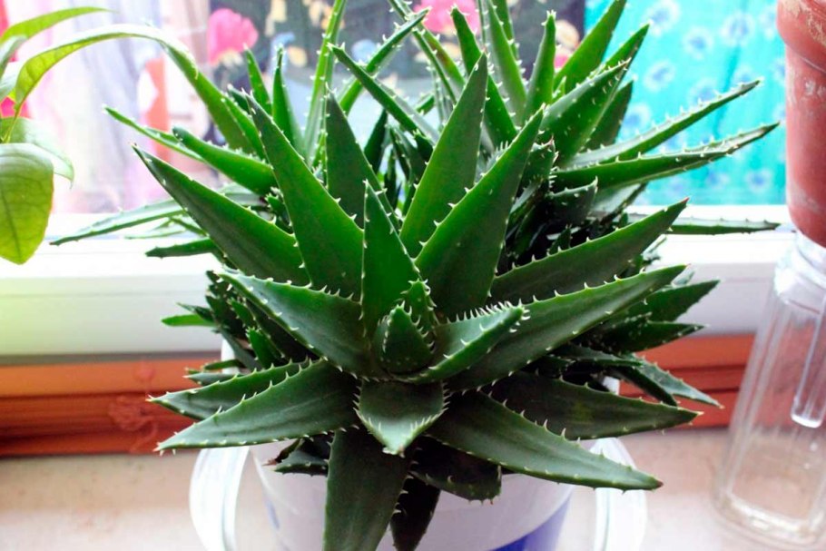 Алоэ Вера барбаденсис растение