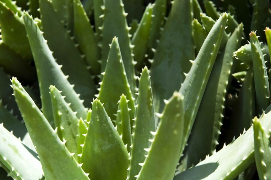 Aloe Socotrina)