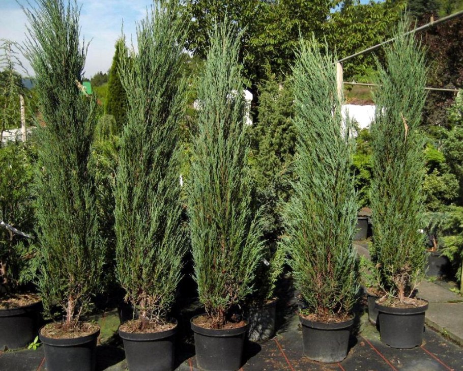 Можжевельник Блю Эрроу