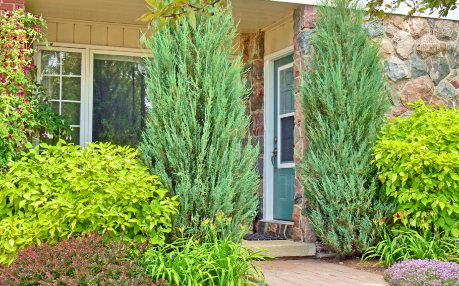 Можжевельник виргинский Мунглоу