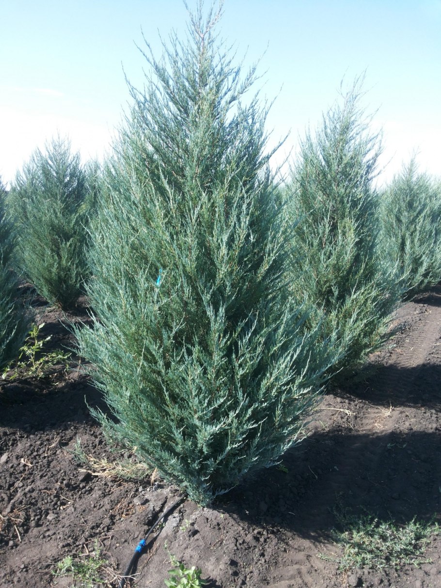 Можжевельник Блю Арроу