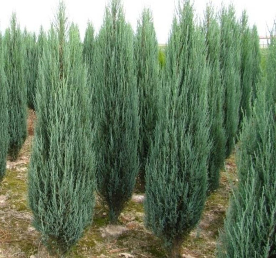Можжевельник Блю Эрроу